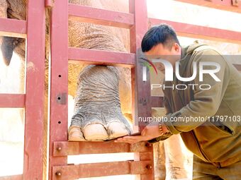 A veterinarian trims the toenails of an Asian elephant at Forest Wildlife World in Qingdao, China, on November 21, 2024. (