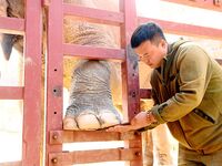 A veterinarian trims the toenails of an Asian elephant at Forest Wildlife World in Qingdao, China, on November 21, 2024. (