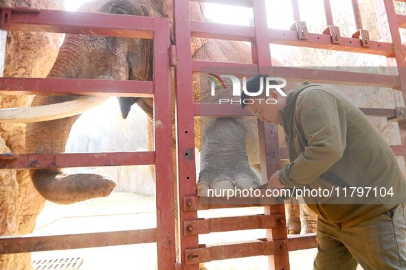 A veterinarian trims the toenails of an Asian elephant at Forest Wildlife World in Qingdao, China, on November 21, 2024. 