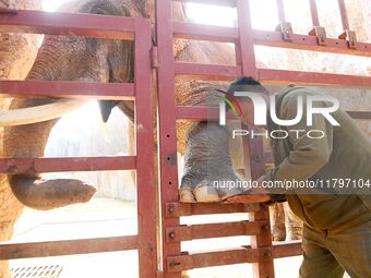 A veterinarian trims the toenails of an Asian elephant at Forest Wildlife World in Qingdao, China, on November 21, 2024. (