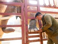 A veterinarian trims the toenails of an Asian elephant at Forest Wildlife World in Qingdao, China, on November 21, 2024. (