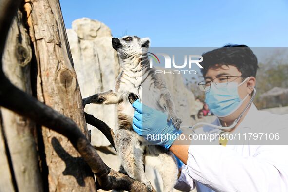 A veterinarian checks the heart and lung health of a ring-tailed lemur at the Forest Wildlife World in Qingdao, Shandong province, on Novemb...