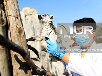 A veterinarian checks the heart and lung health of a ring-tailed lemur at the Forest Wildlife World in Qingdao, Shandong province, on Novemb...