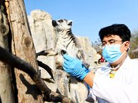 A veterinarian checks the heart and lung health of a ring-tailed lemur at the Forest Wildlife World in Qingdao, Shandong province, on Novemb...