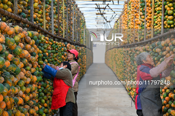 A villager displays a Fructus Trichosanthis at a Fructus Trichosanthis planting base in Suqian, Jiangsu province, China, on November 21, 202...