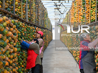 A villager displays a Fructus Trichosanthis at a Fructus Trichosanthis planting base in Suqian, Jiangsu province, China, on November 21, 202...