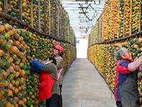 A villager displays a Fructus Trichosanthis at a Fructus Trichosanthis planting base in Suqian, Jiangsu province, China, on November 21, 202...