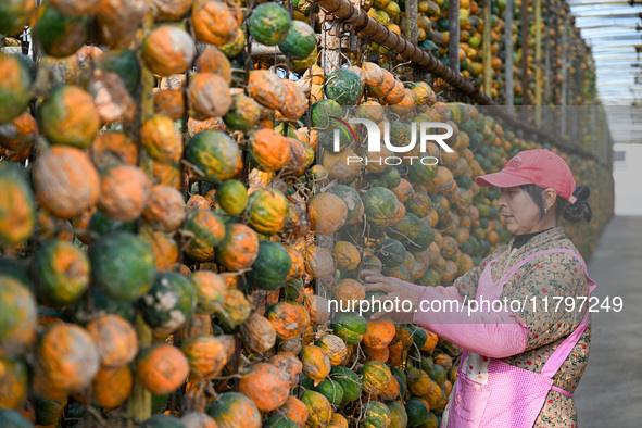 A villager displays a Fructus Trichosanthis at a Fructus Trichosanthis planting base in Suqian, Jiangsu province, China, on November 21, 202...