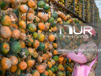 A villager displays a Fructus Trichosanthis at a Fructus Trichosanthis planting base in Suqian, Jiangsu province, China, on November 21, 202...