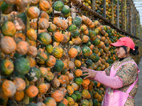 A villager displays a Fructus Trichosanthis at a Fructus Trichosanthis planting base in Suqian, Jiangsu province, China, on November 21, 202...