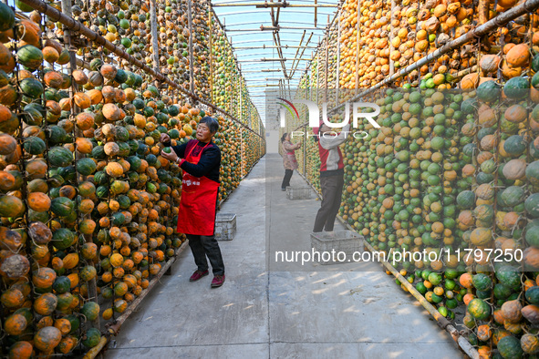 A villager displays a Fructus Trichosanthis at a Fructus Trichosanthis planting base in Suqian, Jiangsu province, China, on November 21, 202...