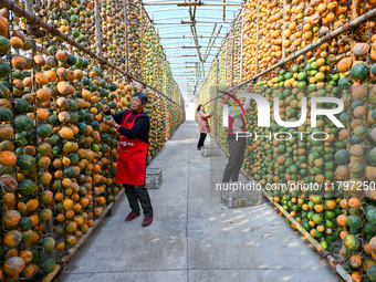 A villager displays a Fructus Trichosanthis at a Fructus Trichosanthis planting base in Suqian, Jiangsu province, China, on November 21, 202...