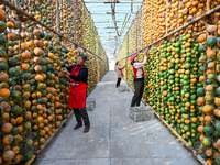 A villager displays a Fructus Trichosanthis at a Fructus Trichosanthis planting base in Suqian, Jiangsu province, China, on November 21, 202...