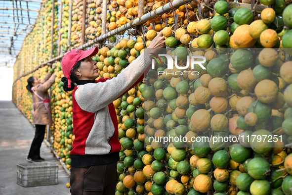 A villager displays a Fructus Trichosanthis at a Fructus Trichosanthis planting base in Suqian, Jiangsu province, China, on November 21, 202...