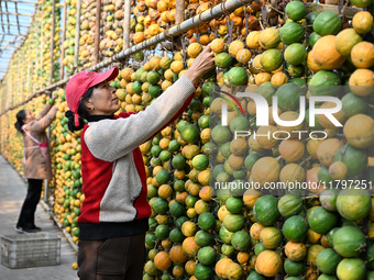 A villager displays a Fructus Trichosanthis at a Fructus Trichosanthis planting base in Suqian, Jiangsu province, China, on November 21, 202...