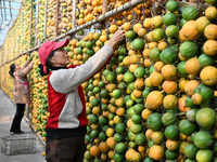 A villager displays a Fructus Trichosanthis at a Fructus Trichosanthis planting base in Suqian, Jiangsu province, China, on November 21, 202...