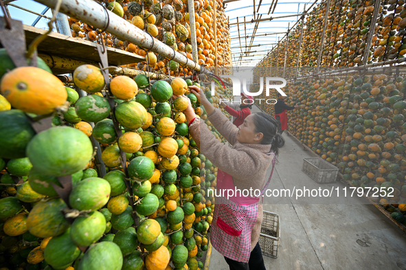 A villager displays a Fructus Trichosanthis at a Fructus Trichosanthis planting base in Suqian, Jiangsu province, China, on November 21, 202...