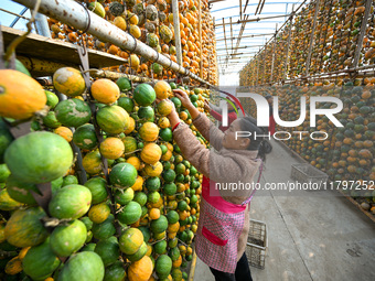 A villager displays a Fructus Trichosanthis at a Fructus Trichosanthis planting base in Suqian, Jiangsu province, China, on November 21, 202...