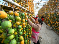 A villager displays a Fructus Trichosanthis at a Fructus Trichosanthis planting base in Suqian, Jiangsu province, China, on November 21, 202...