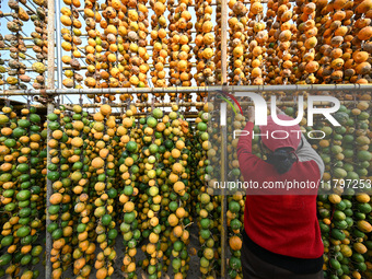 A villager displays a Fructus Trichosanthis at a Fructus Trichosanthis planting base in Suqian, Jiangsu province, China, on November 21, 202...