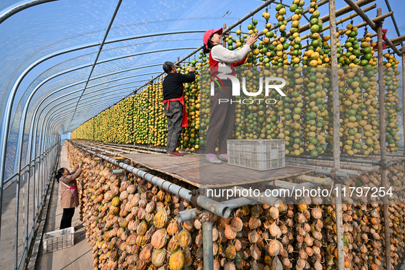 A villager displays a Fructus Trichosanthis at a Fructus Trichosanthis planting base in Suqian, Jiangsu province, China, on November 21, 202...