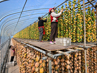 A villager displays a Fructus Trichosanthis at a Fructus Trichosanthis planting base in Suqian, Jiangsu province, China, on November 21, 202...