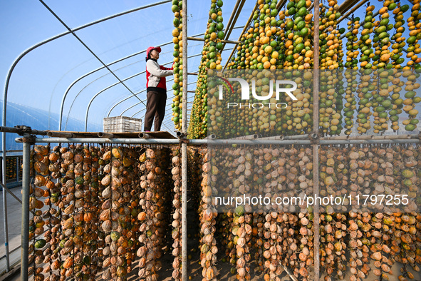 A villager displays a Fructus Trichosanthis at a Fructus Trichosanthis planting base in Suqian, Jiangsu province, China, on November 21, 202...