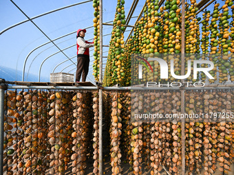 A villager displays a Fructus Trichosanthis at a Fructus Trichosanthis planting base in Suqian, Jiangsu province, China, on November 21, 202...