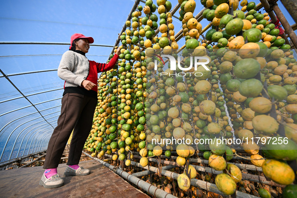 A villager displays a Fructus Trichosanthis at a Fructus Trichosanthis planting base in Suqian, Jiangsu province, China, on November 21, 202...