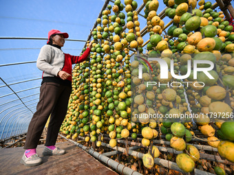 A villager displays a Fructus Trichosanthis at a Fructus Trichosanthis planting base in Suqian, Jiangsu province, China, on November 21, 202...