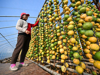 A villager displays a Fructus Trichosanthis at a Fructus Trichosanthis planting base in Suqian, Jiangsu province, China, on November 21, 202...