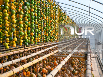 A villager displays a Fructus Trichosanthis at a Fructus Trichosanthis planting base in Suqian, Jiangsu province, China, on November 21, 202...