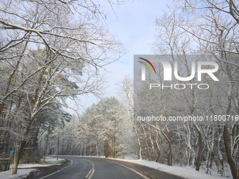 A tree lined road with snow is seen in Warsaw, Poland on 22 November, 2024. (