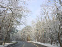 A tree lined road with snow is seen in Warsaw, Poland on 22 November, 2024. (