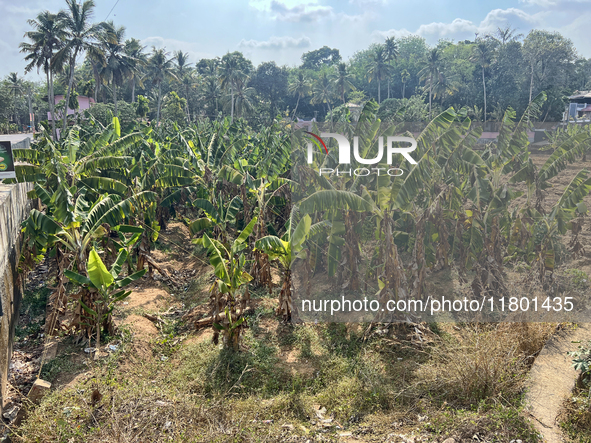 A banana plantation is in Peringalloor, Kollam, Kerala, India, on April 4, 2024. 