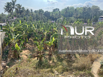 A banana plantation is in Peringalloor, Kollam, Kerala, India, on April 4, 2024. (