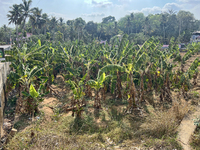 A banana plantation is in Peringalloor, Kollam, Kerala, India, on April 4, 2024. (