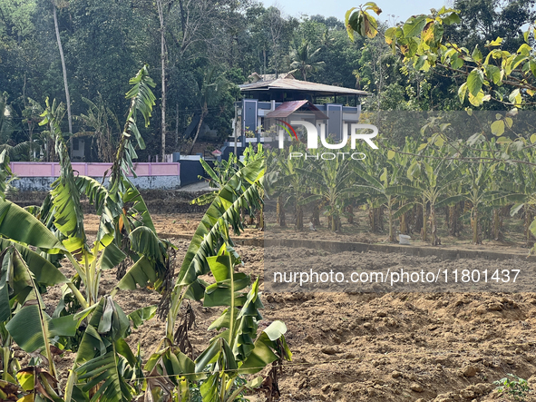 A banana plantation is in Peringalloor, Kollam, Kerala, India, on April 4, 2024. 