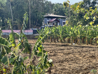 A banana plantation is in Peringalloor, Kollam, Kerala, India, on April 4, 2024. (