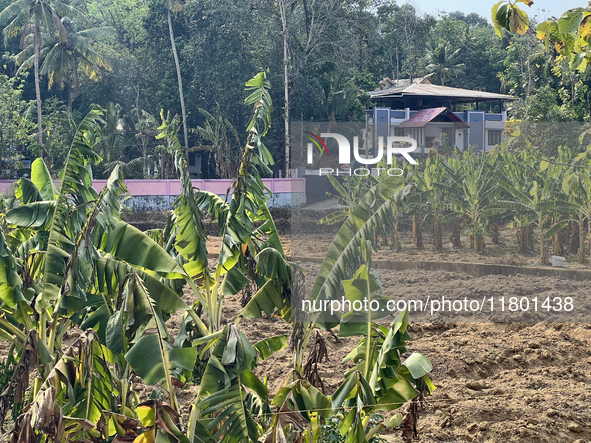 A banana plantation is in Peringalloor, Kollam, Kerala, India, on April 4, 2024. 