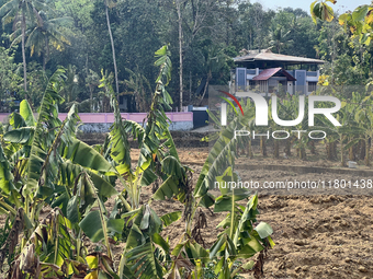 A banana plantation is in Peringalloor, Kollam, Kerala, India, on April 4, 2024. (