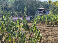 A banana plantation is in Peringalloor, Kollam, Kerala, India, on April 4, 2024. (