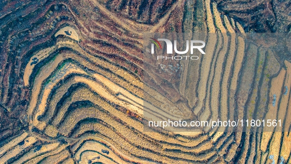 An aerial photo shows the continuous landscape of rice terraces in Anqiu, China, on November 22, 2024. 