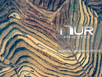 An aerial photo shows the continuous landscape of rice terraces in Anqiu, China, on November 22, 2024. (