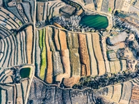 An aerial photo shows the continuous landscape of rice terraces in Anqiu, China, on November 22, 2024. (