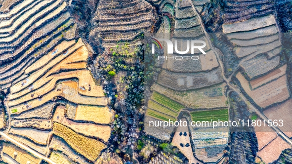 An aerial photo shows the continuous landscape of rice terraces in Anqiu, China, on November 22, 2024. 