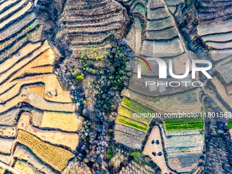 An aerial photo shows the continuous landscape of rice terraces in Anqiu, China, on November 22, 2024. (