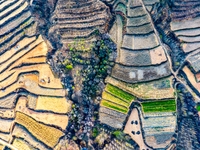 An aerial photo shows the continuous landscape of rice terraces in Anqiu, China, on November 22, 2024. (