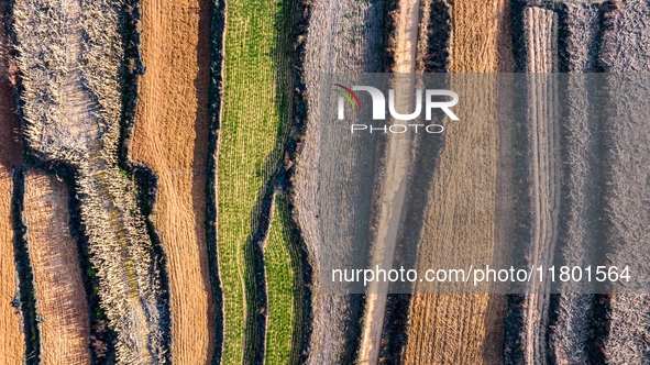 An aerial photo shows the continuous landscape of rice terraces in Anqiu, China, on November 22, 2024. 