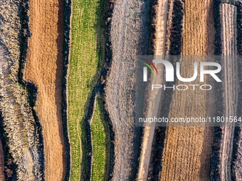 An aerial photo shows the continuous landscape of rice terraces in Anqiu, China, on November 22, 2024. (